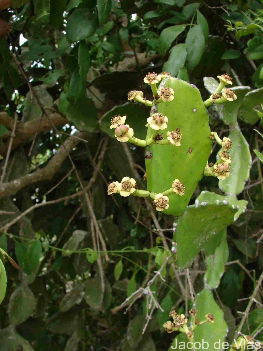 Euphorbia antiquorum L.